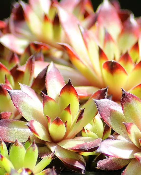Buy wholesale succulent plants | Roobos