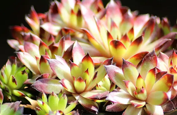 Grossiste plantes succulentes | Roobos