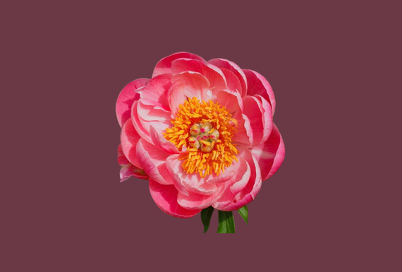 Submenu Peonies Test