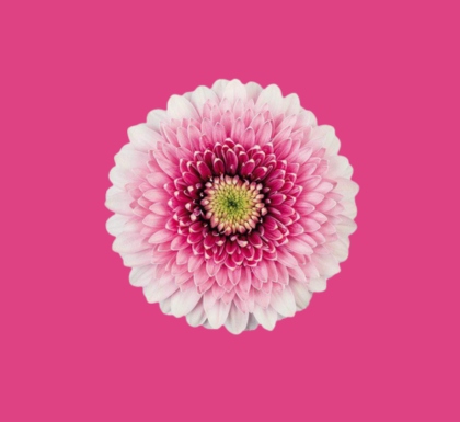 Chrysant