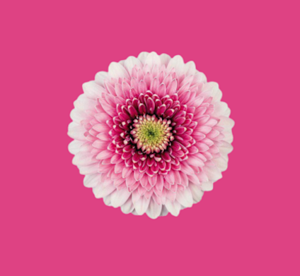 Chrysant