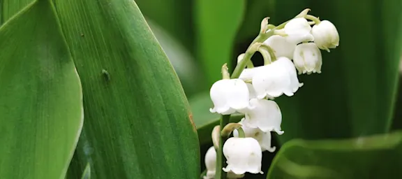 Muguet | Roobos grossiste fleurs