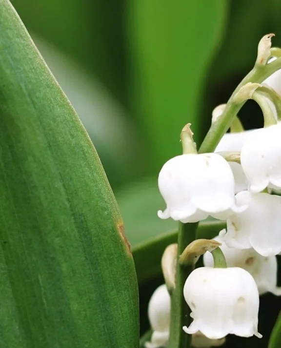 Muguet | Roobos grossiste fleurs