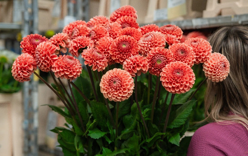 Dahlias-fust-red