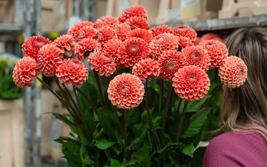 Dahlias-fust-red