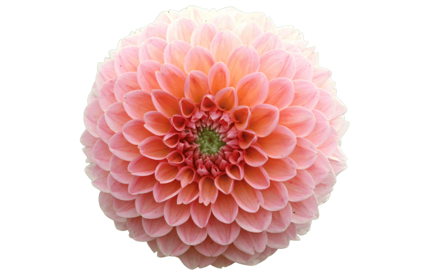 IMG TXT DAHLIA PINK