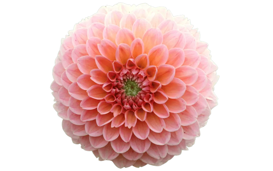 IMG TXT DAHLIA PINK