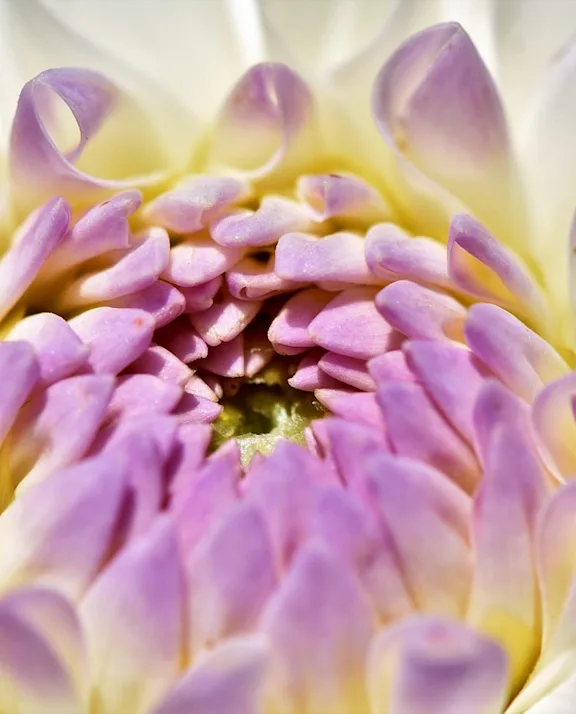 Grossiste Dahlia