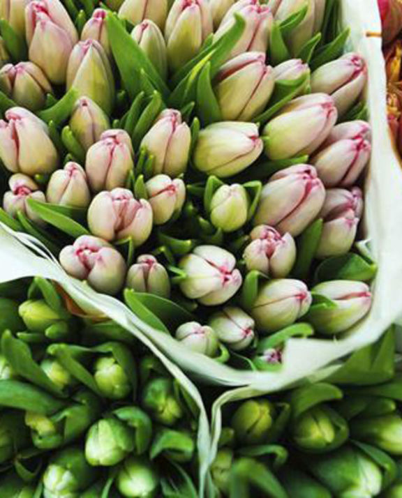 Wholesale Dutch tulips