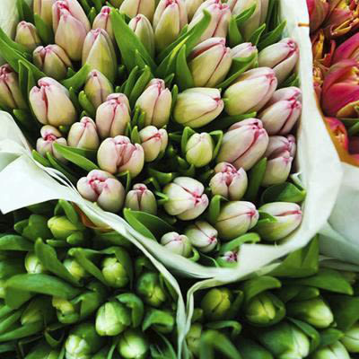 Tukkumyynti hollantilaisia ​​tulppaaneja