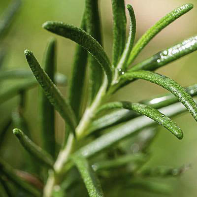 Grossiste plantes de jardin 