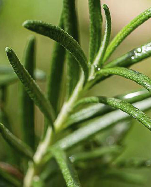 Grossiste plantes de jardin