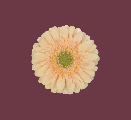 Gerbera