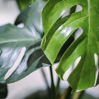 Wholesale house plants