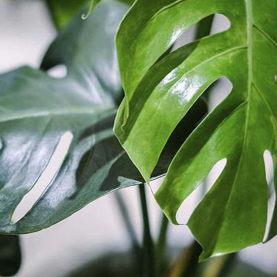 Groothandel kamerplanten