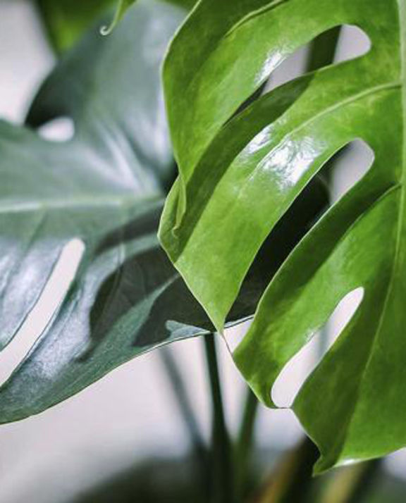 Grossiste en plantes d'intérieur