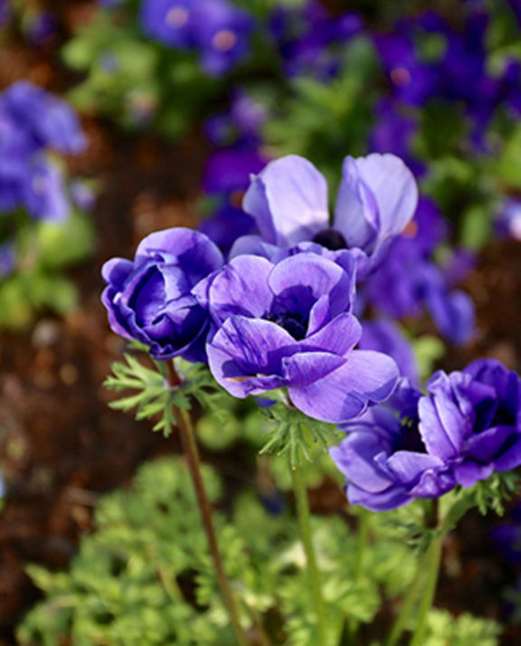 grossiste en plantes à massif