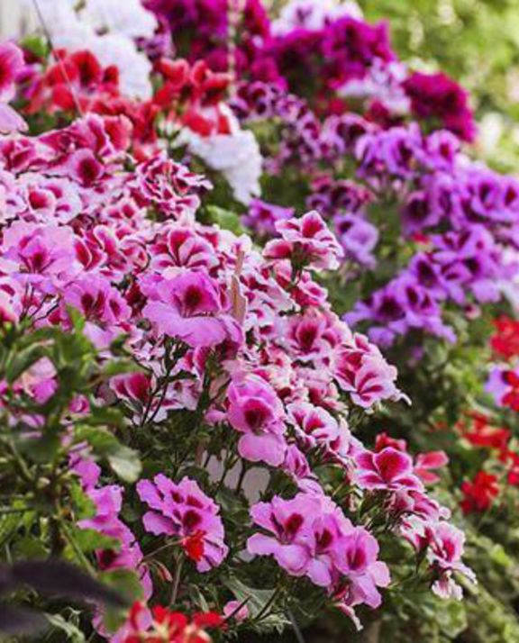 Groothandel perkplanten