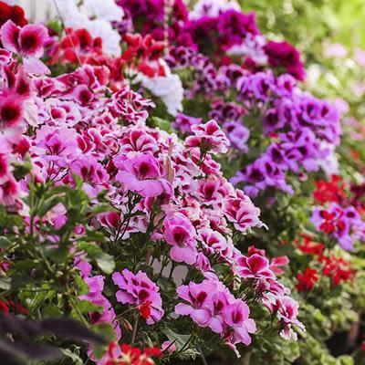 Wholesale bedding plants