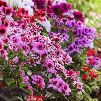 Groothandel perkplanten