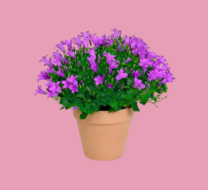 Campanula (1)