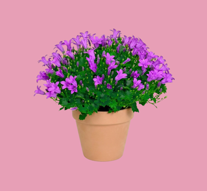 Campanula (1)