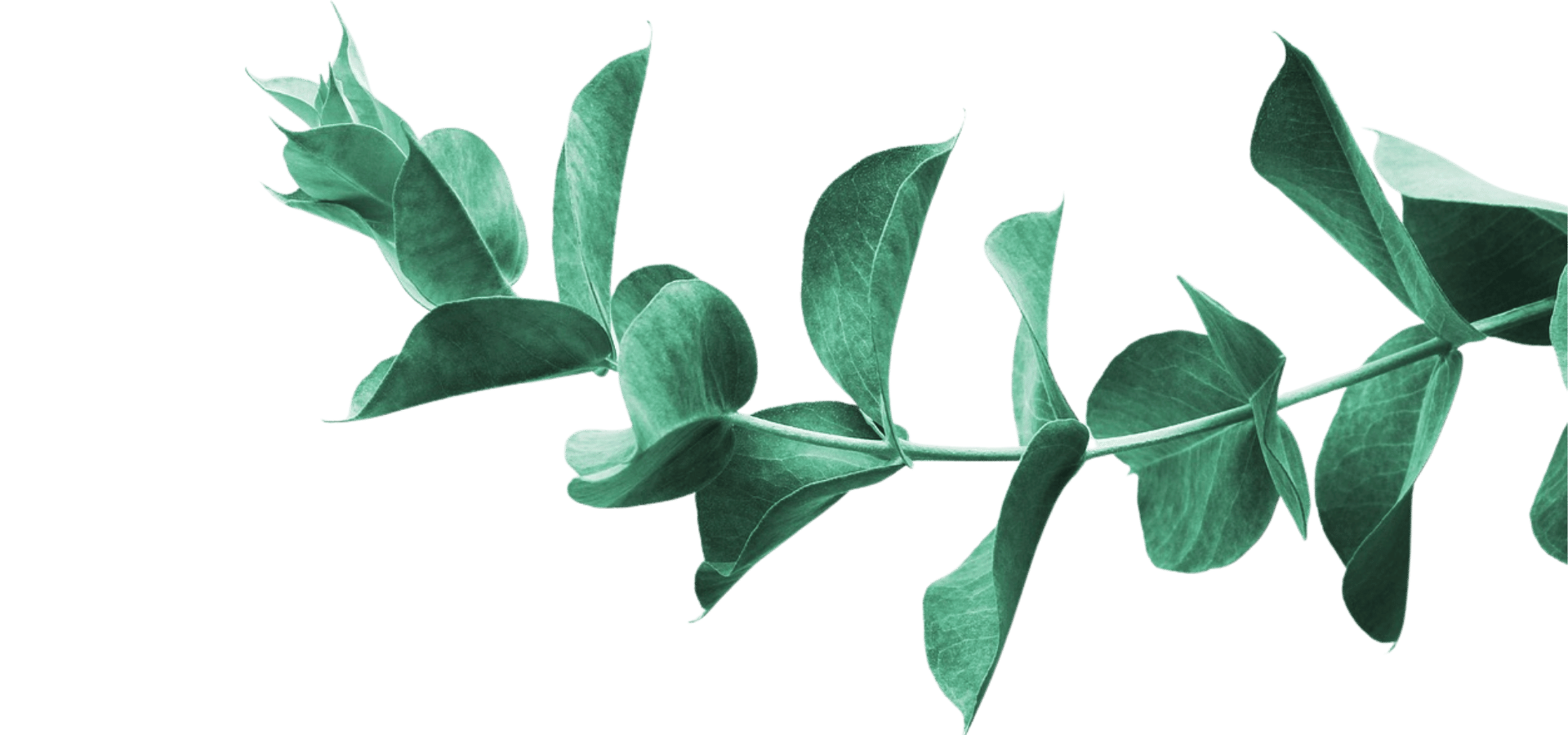 Divider planten euca