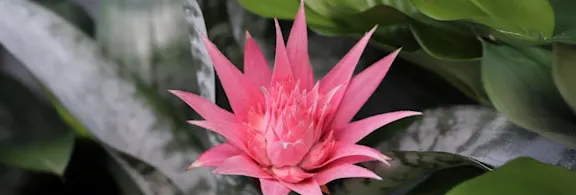 Broméliacées | grossiste en fleurs Roobos