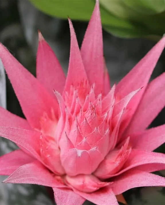 Broméliacées | grossiste en fleurs Roobos