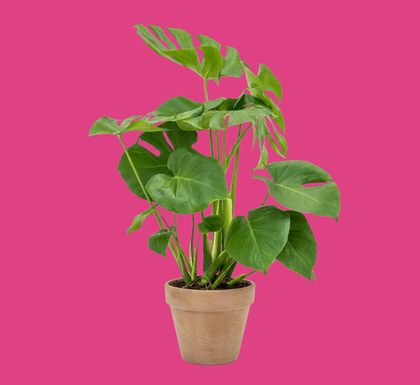 Monstera