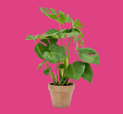 Monstera
