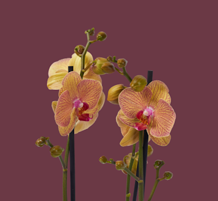 Orchidee