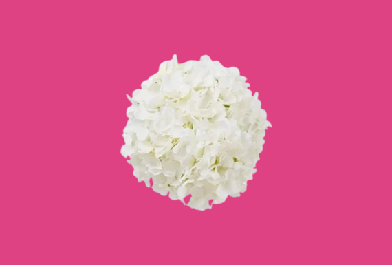 Submenu Hortensia Test