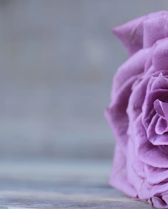 Rose Wholesale | Roobos