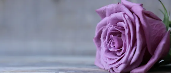 Grossiste Rose | Roobos