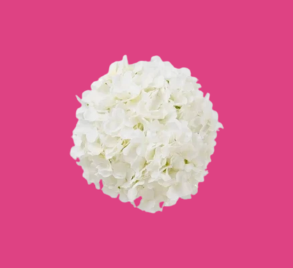 Hortensia (2)