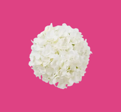 Hortensia (2)