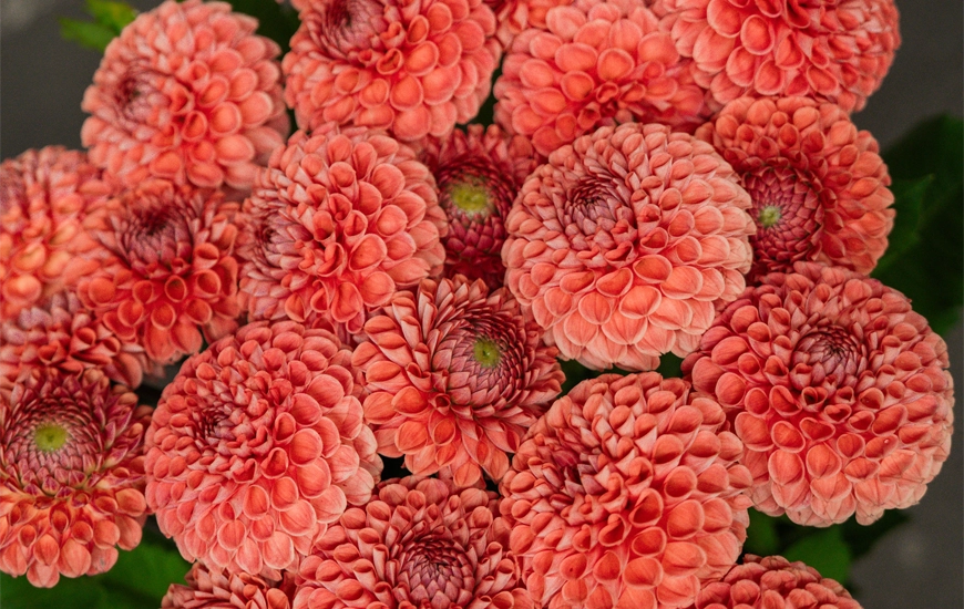 dahlias-summer