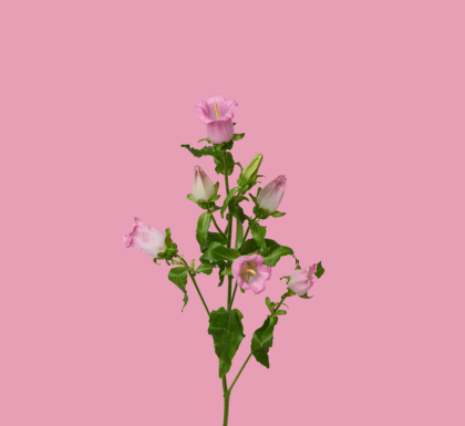 Campanula