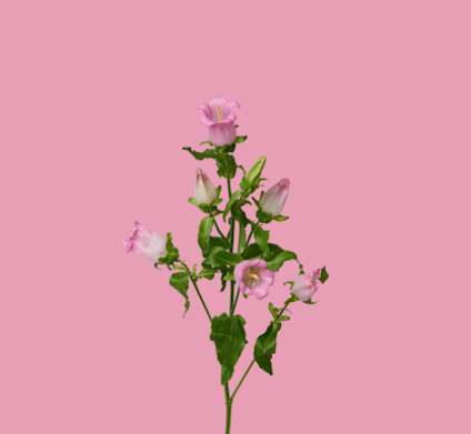 Campanula