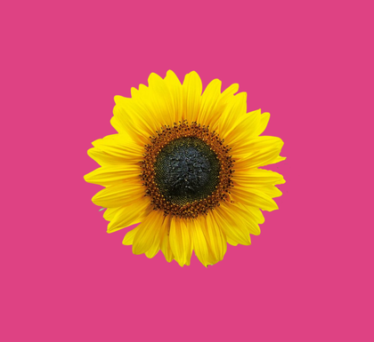 Submenu Sunflower Test
