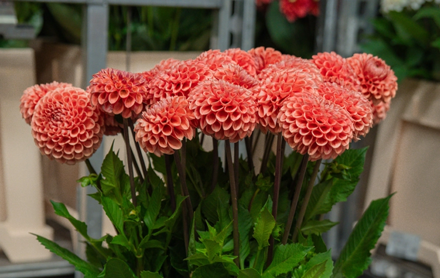 dahlias-in-red