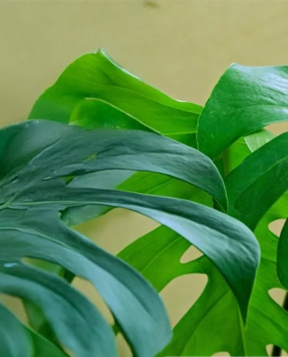 Grossiste plantes vertes de qualité