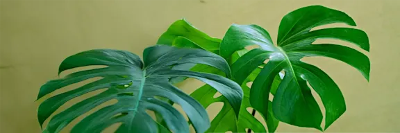 Wholesale green plants supplier