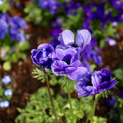 groothandel-in-vaste-planten