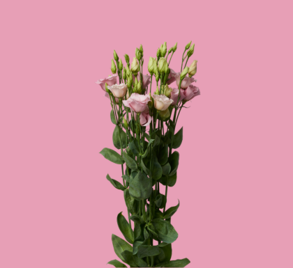 Lisianthus