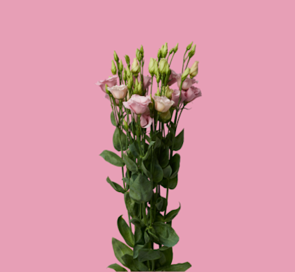 Lisianthus