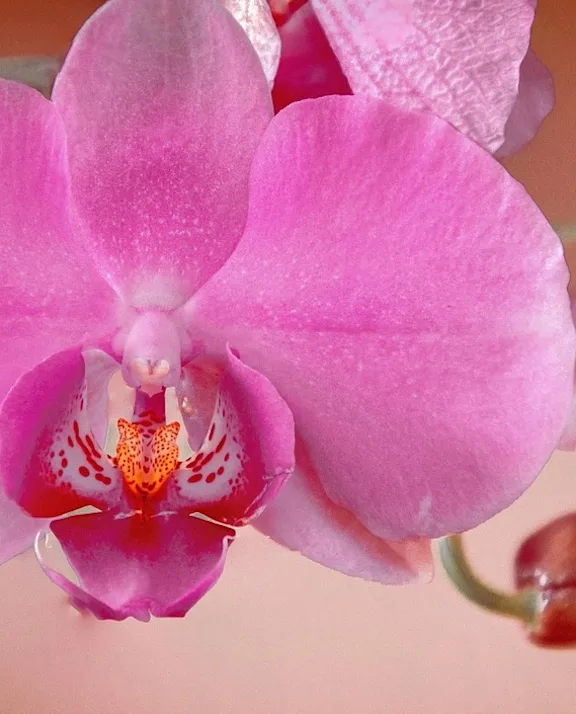 Grossiste en fleurs d'orchidées