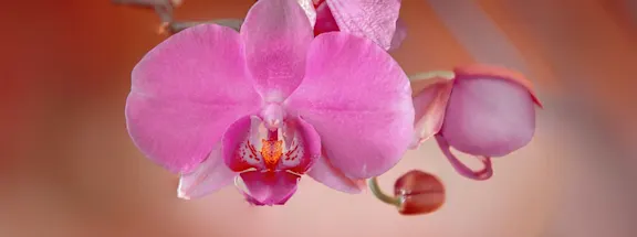 Grossiste en fleurs d'orchidées
