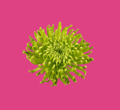 Submenu Chrysant Test